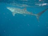 Djibouti - Whale Shark in the Gulf of Aden - 05